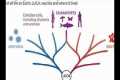 LUCA the common ancestor