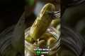 Unlock Muscle Relief: Calcium,
